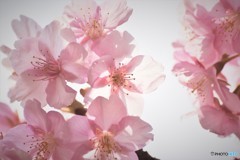 汐入公園、河津桜透過ⅰ