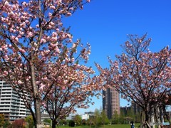 平成最後を咲く桜達～lxxv