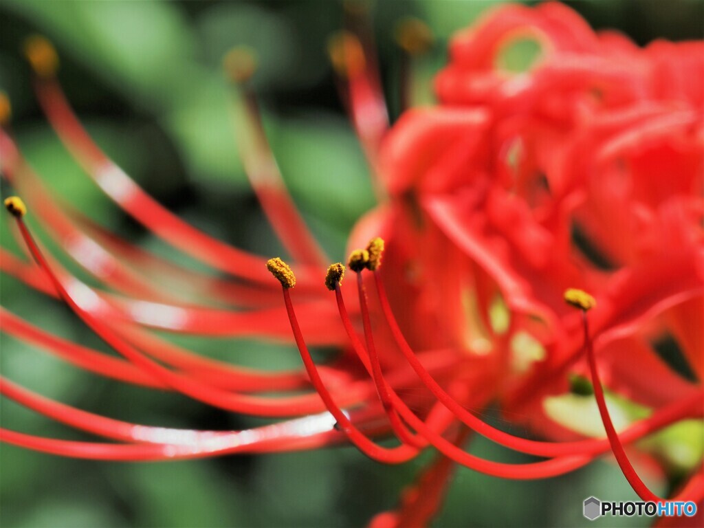 曼珠沙華～②