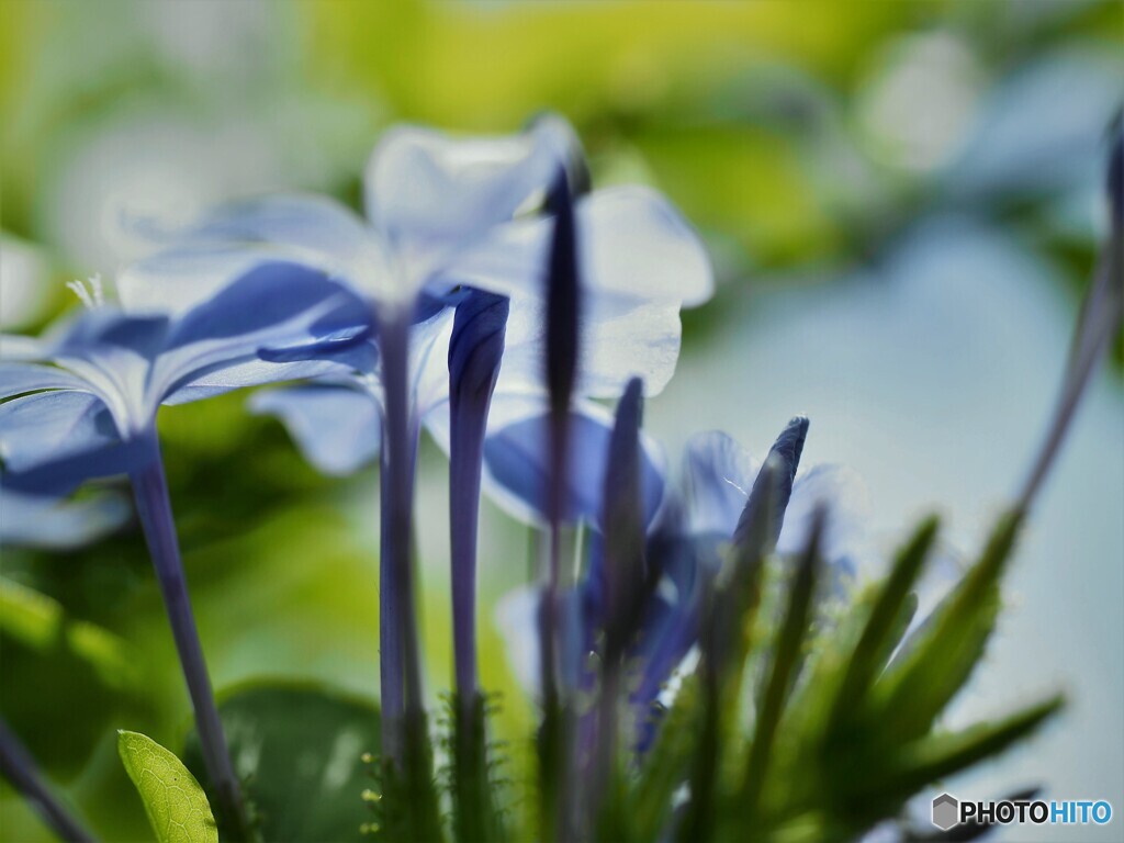 ひそかな情熱～ⅱ