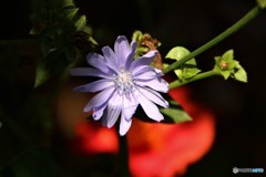 菊苦菜、、、。