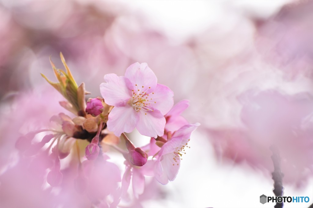 汐入河津桜見頃ⅲ