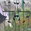 冬のハーブ園