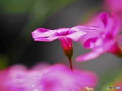 紫酢漿草～①