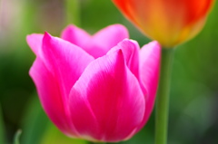 チューリップ －（９）