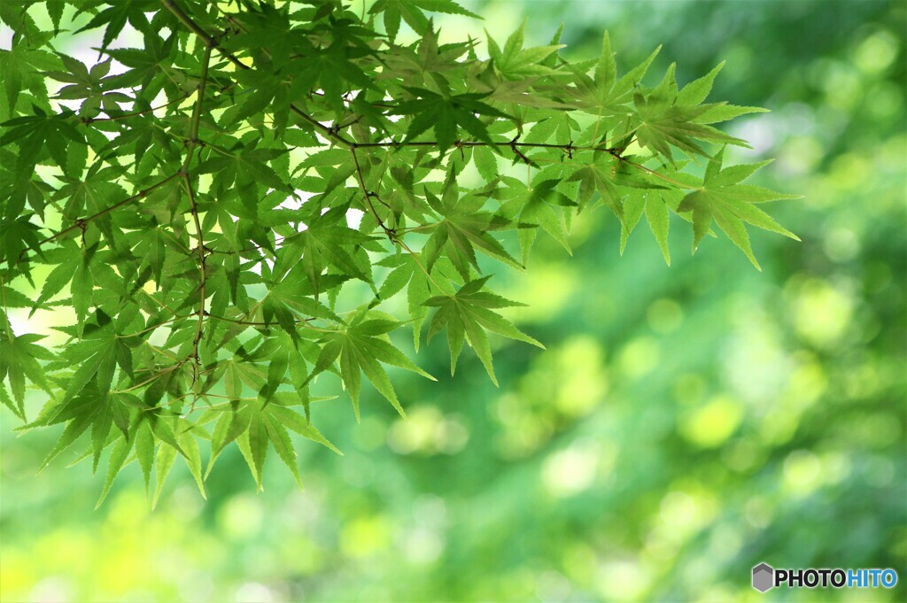希望、、、。