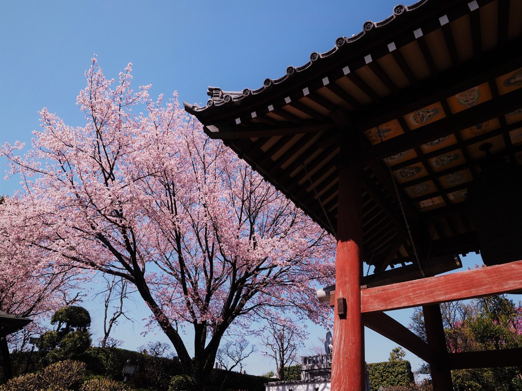 安行桜～ⅲ