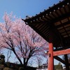 安行桜～ⅲ