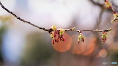 まだ蕾、、、。