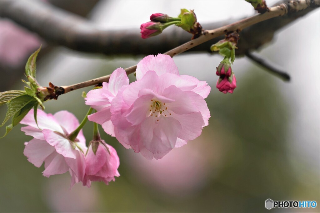 汐入八重桜牡丹桜～ⅱ