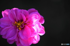 神無月花ー24
