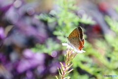 嵐の次の日ーⅣ