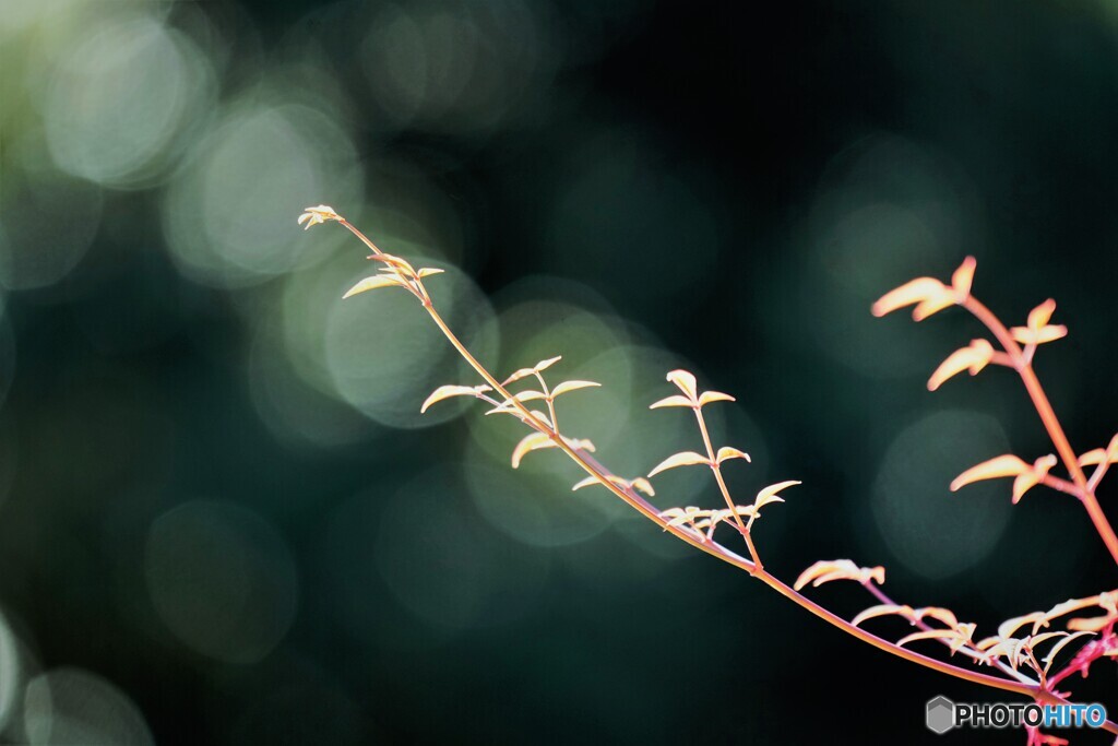 晩秋の調べ、、、。