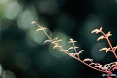 晩秋の調べ、、、。