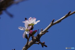 苔清水サク、、、ラ