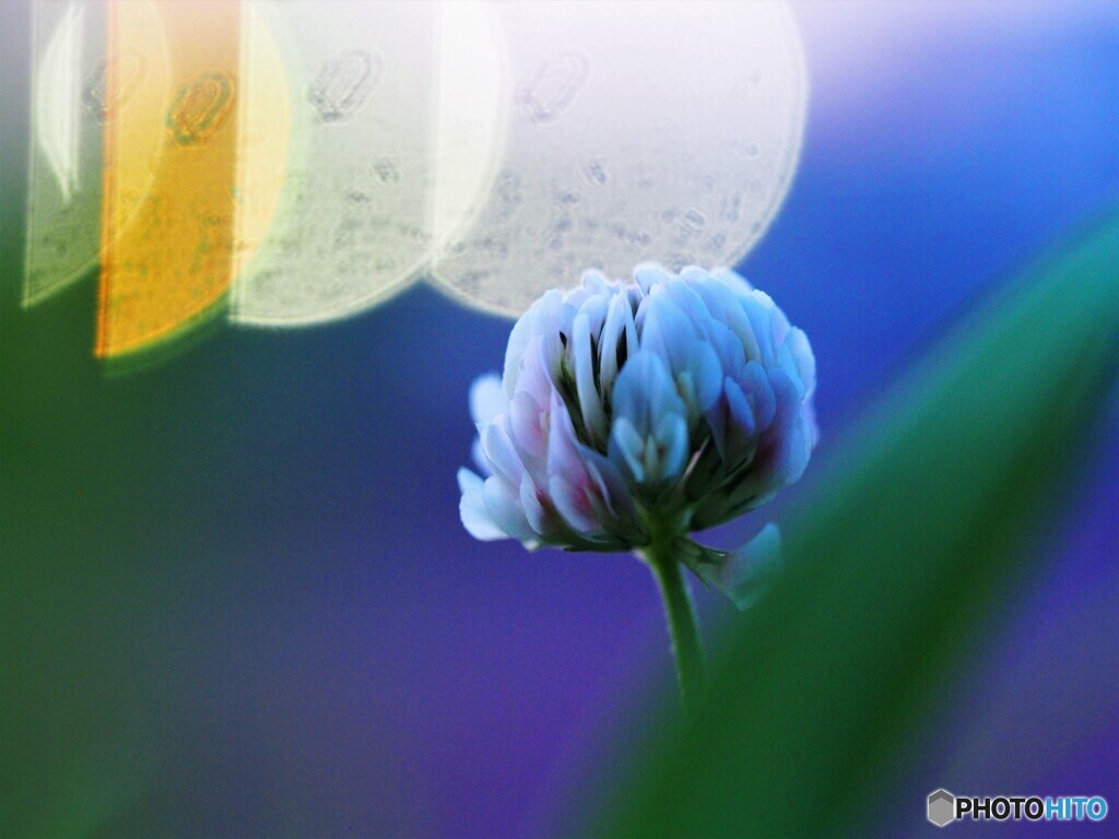 黄昏時の白詰め草～ⅱ