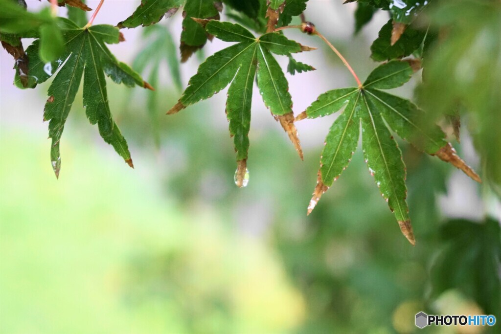 雨のもみじ