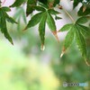 雨のもみじ