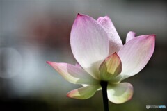 咲いたよ～③