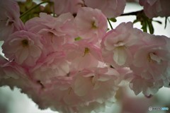 平成最後を咲く桜達～xliii