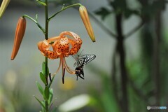鬼に蝶