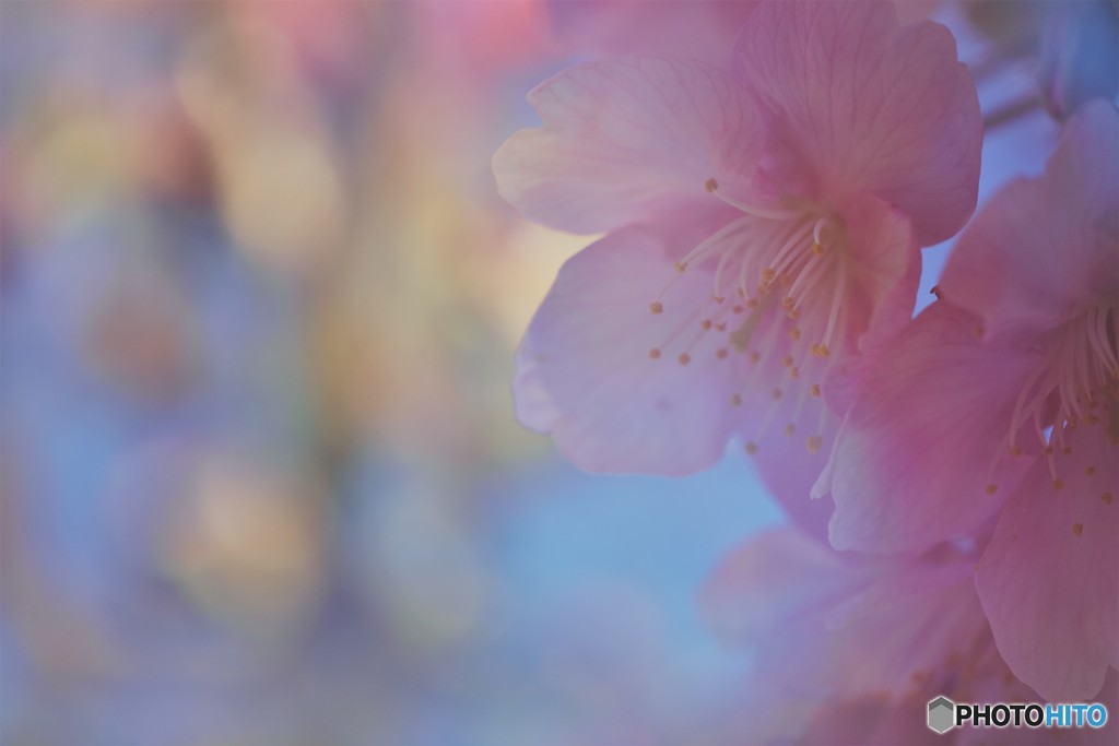 夢桜～ⅴ