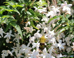 皐月虫ーオオスカバシー２