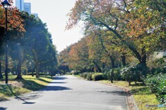 東白髭公園の秋