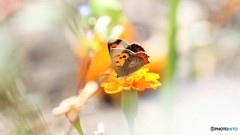 紅が咲く、、、。
