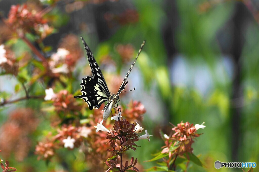 小型ミラーレスの描写～ⅰ