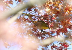 繡眼鳥－②