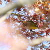 繡眼鳥－②
