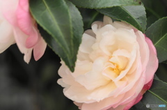 神無月花ー19