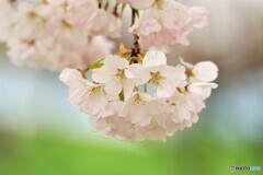 大島桜～ⅱ