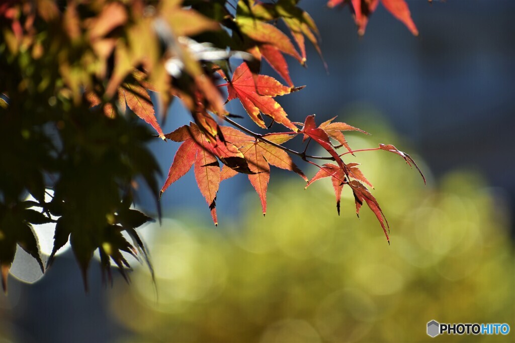 紅への扉