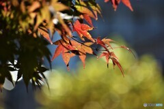 紅への扉