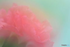 熱愛