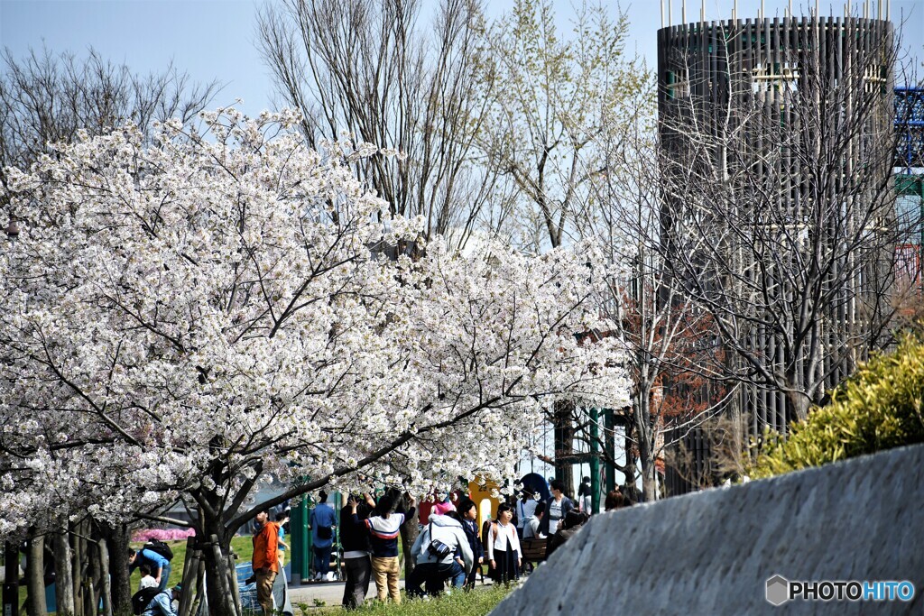 自粛の桜達