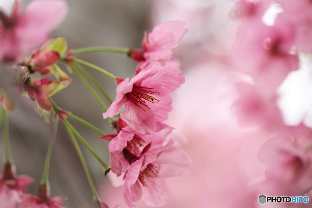 平成最後を咲く桜達～ⅰ