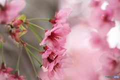 平成最後を咲く桜達～ⅰ