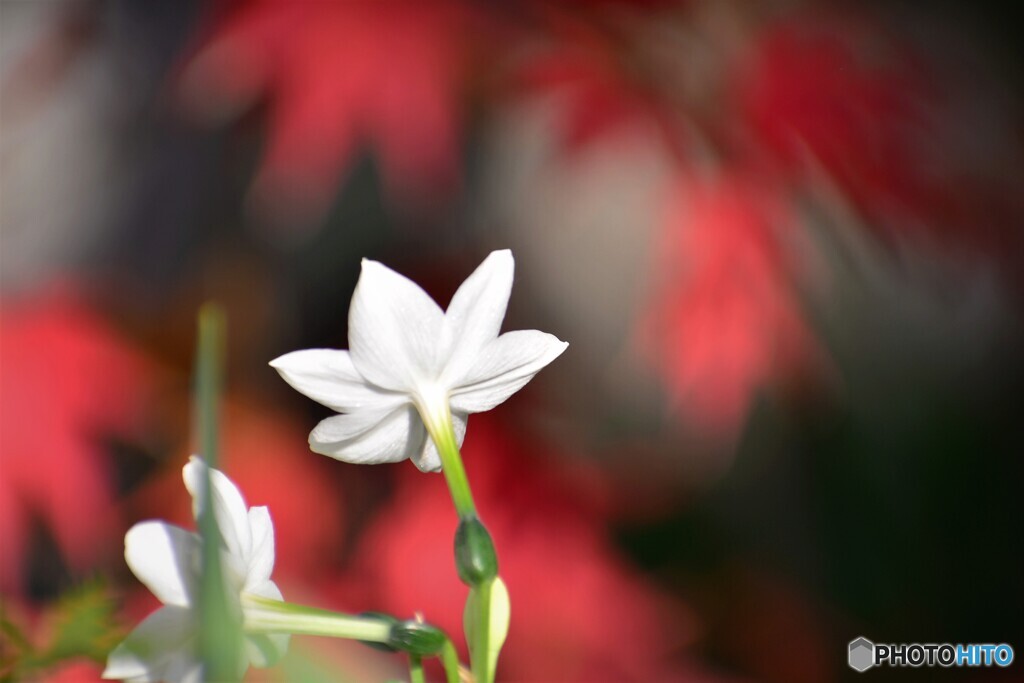 白と紅