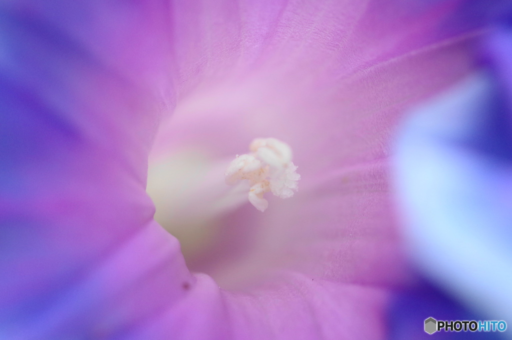 長月花ー４