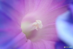 長月花ー４