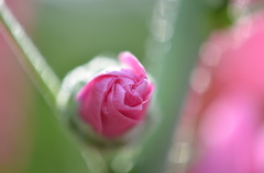 初夏の花ー７