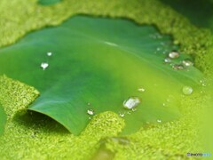 明けぬ梅雨空に～③