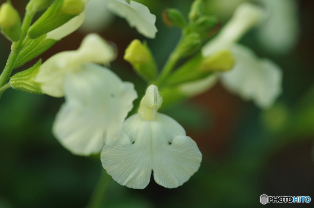 神無月花ー34