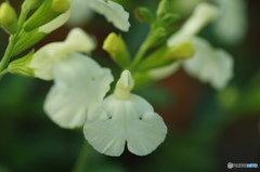 神無月花ー34