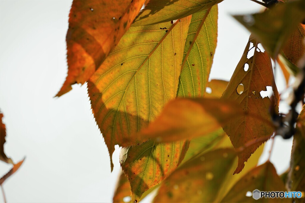 桜の紅葉～関山