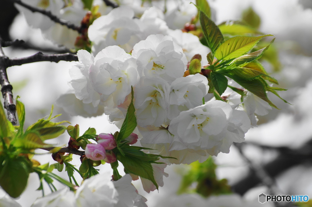 卯月桜ー白妙ー１