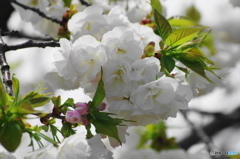 卯月桜ー白妙ー１